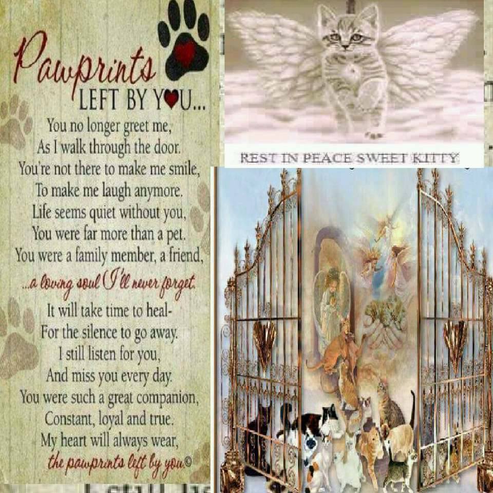 marillion13's tweet photo. Good meowing and a happy #MiddleOfTheWeek #Wochenteiler #Mercredi from my 3 angel cats Gizzy, Thori and Sisi and me from SW Germany.
😽😽😽💖💖💖
The stupid Fakepoop AI deleted my good 11 year old account completely in 09/24, I do not have money for an attorney to sue them. https://t.co/BWT3rbi97u