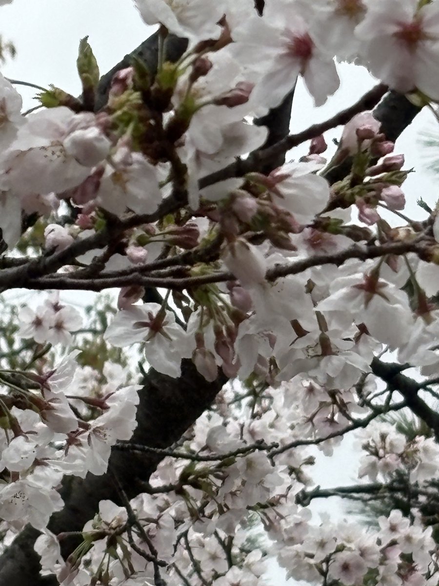 パリピア😻✨ tweet media