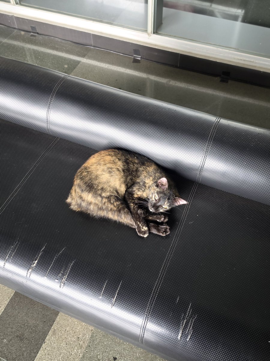 miu 👽 tweet media