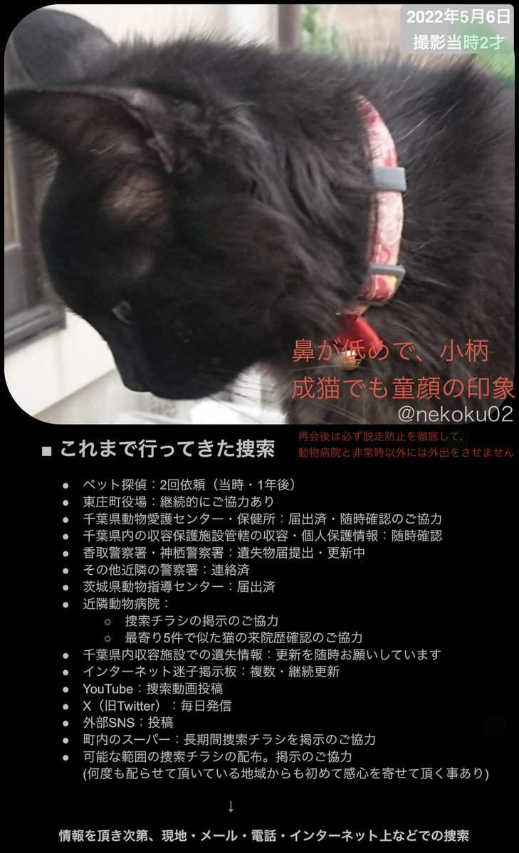 黒猫くー捜索 千葉県東庄町 (長毛小柄メス。鼻が低く童顔。鍵しっぽ。固定に当時の特徴まとめ) tweet media