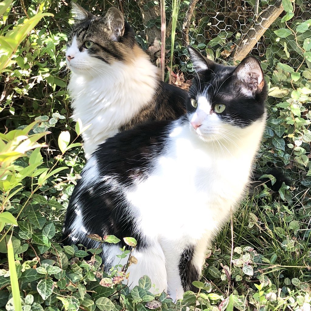 猫野ぺすか🍉戦争反対 tweet media