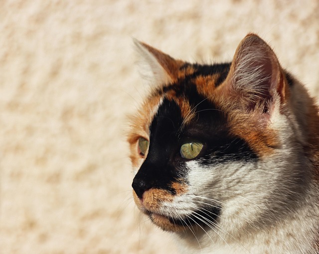 Katie Wentz tweet media