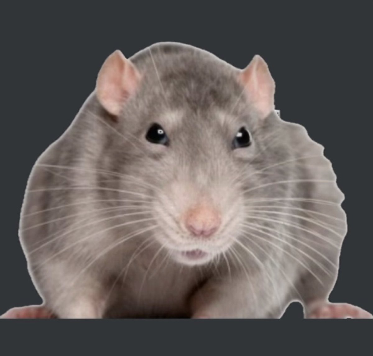 sapshater999 tweet media