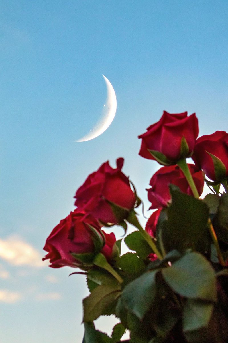 blossom. tweet media