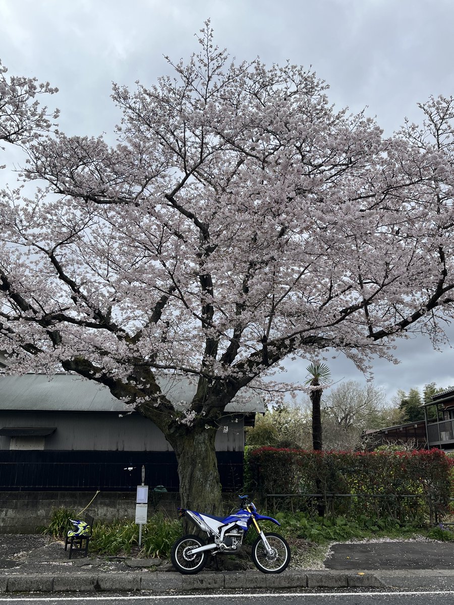 ライ・ヨッパ tweet media