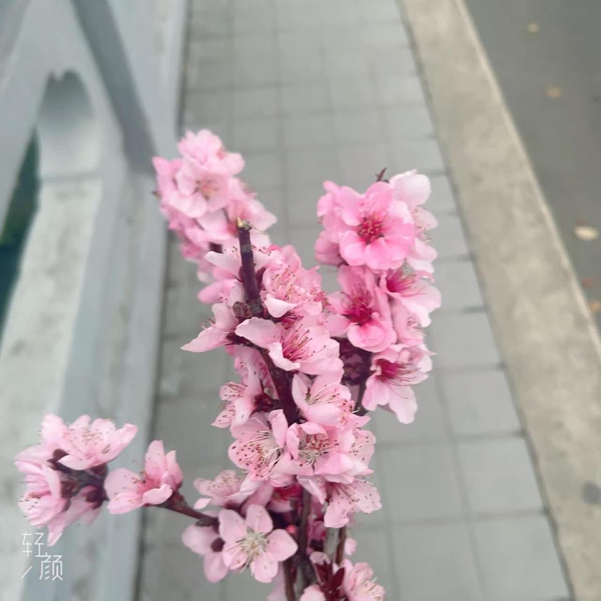 wuy83059's tweet photo. 拾遺 https://t.co/Ic4bY1BHI0