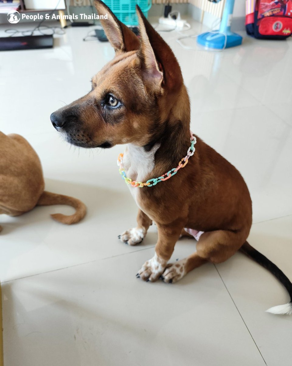 People & Animals Thailand tweet media