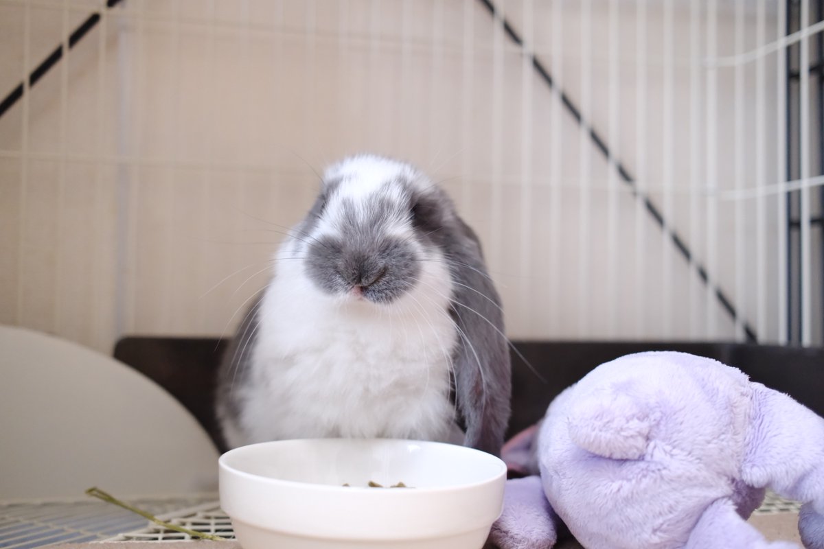 がじゅまる🌳 tweet media