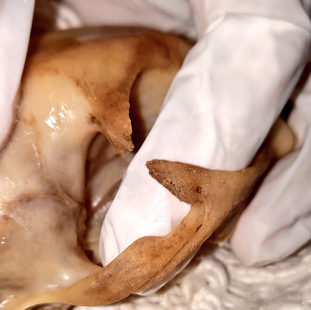 𝙲𝚛𝚘𝚠 🫀 tweet media