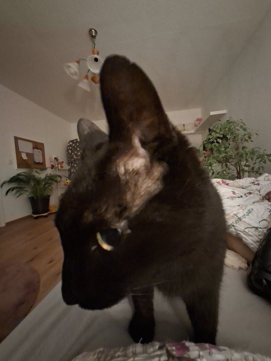 🧸ྀི tweet media