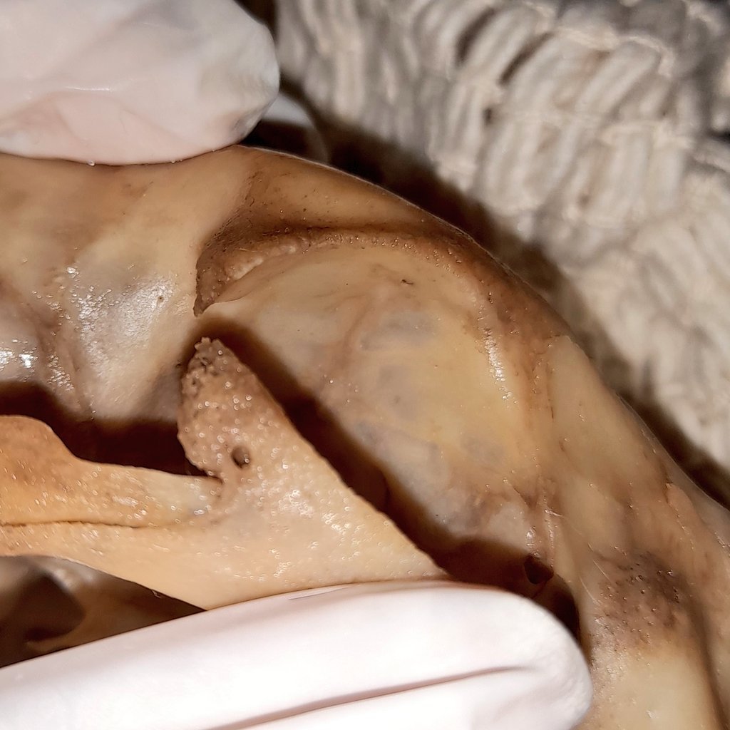 𝙲𝚛𝚘𝚠 🫀 tweet media