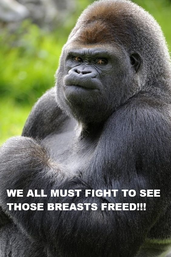 FlordeCogollo tweet media