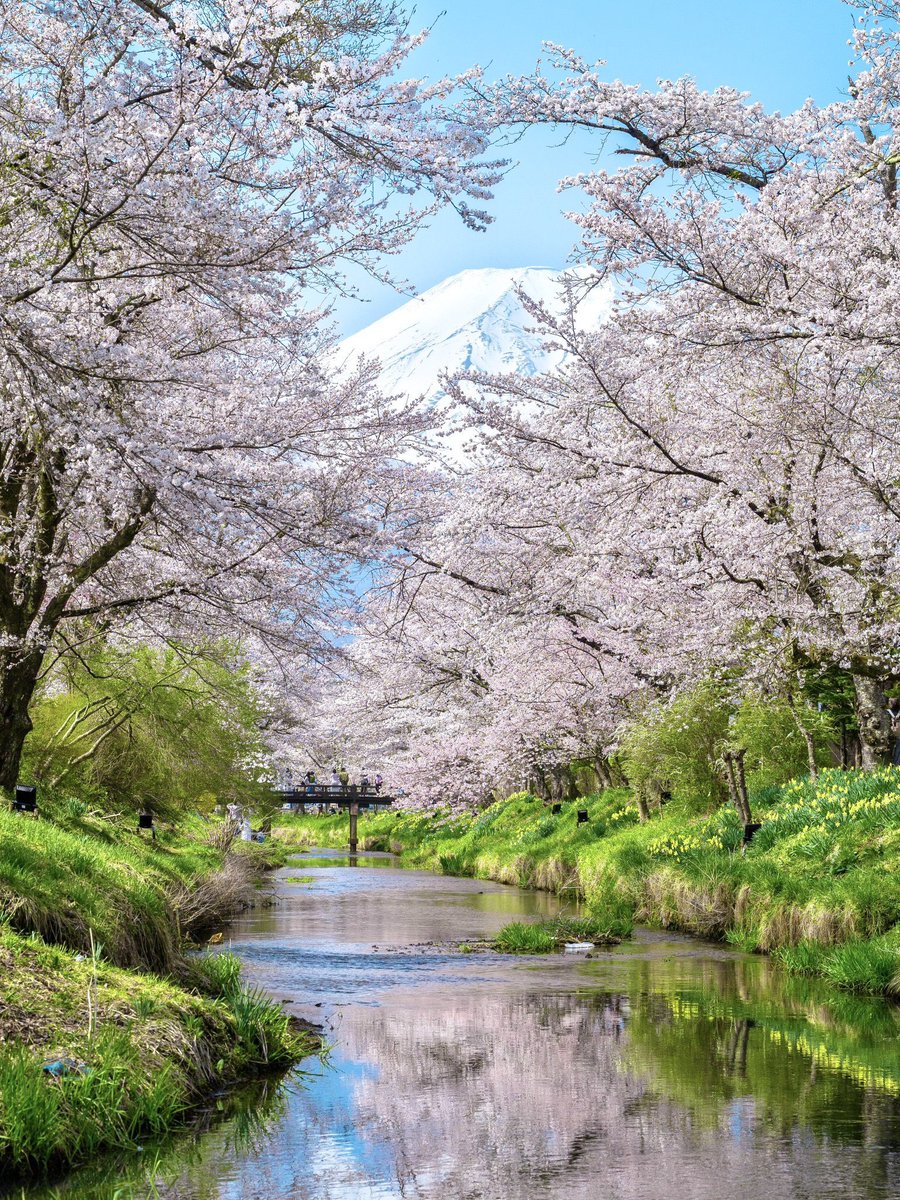 3m1ek's tweet photo. アメリカの皆さんへ

日本では今桜が綺麗に咲いています。
日本に来くることがあったら是非見てください！ https://t.co/8C5uVsQ8P3
