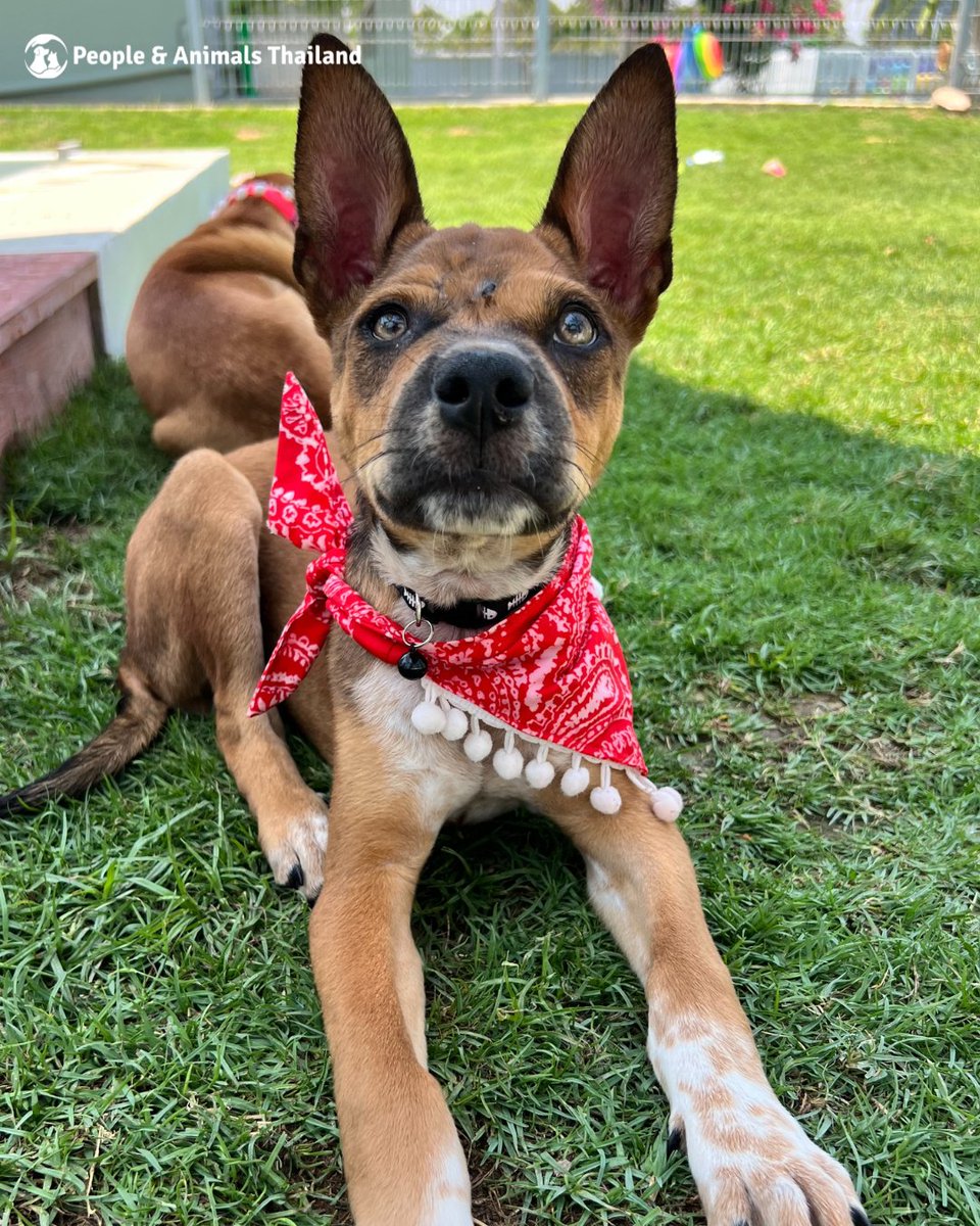 People & Animals Thailand tweet media