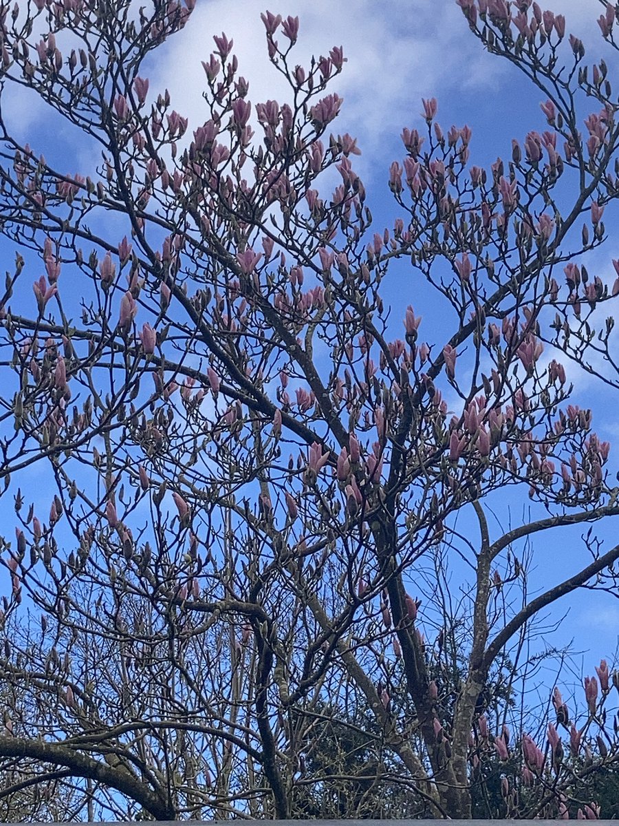 fran ca del tweet media