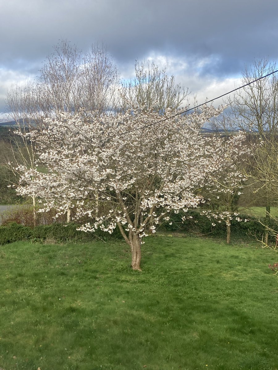 fran ca del tweet media