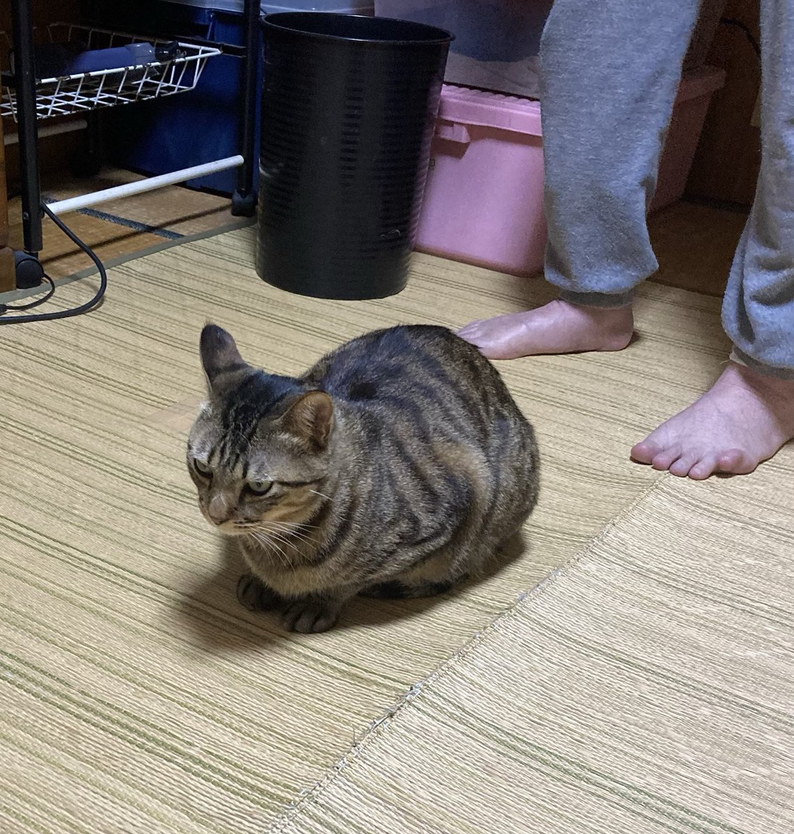 ミミネコ🐱 tweet media