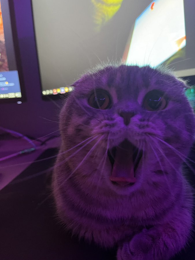 espurr✨🏳️‍⚧️ tweet media