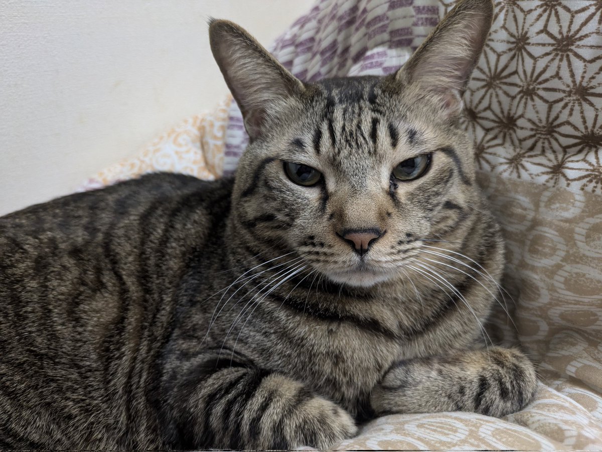 サスケざえもん tweet media