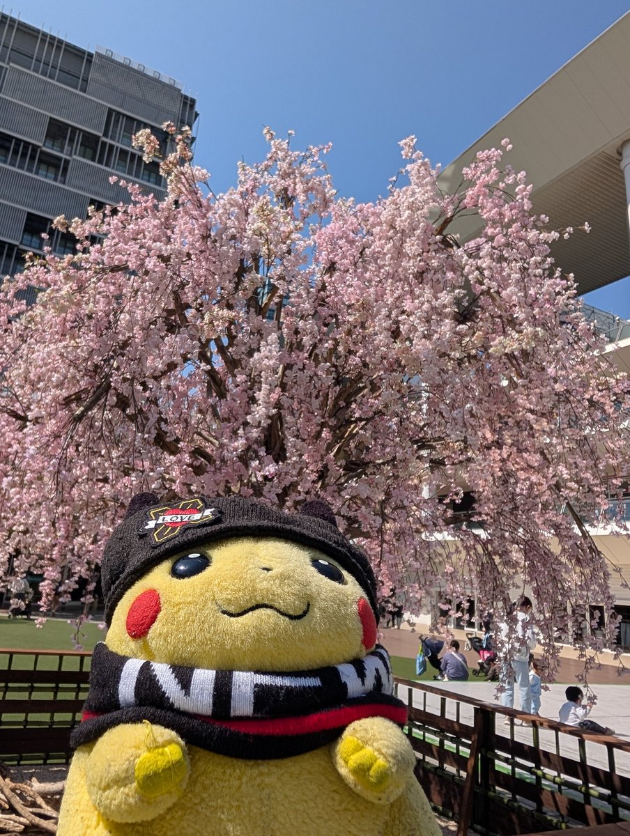 ぴゃー tweet media