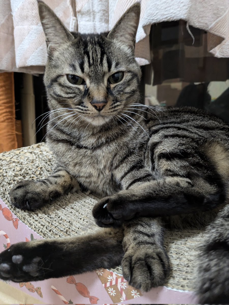 サスケざえもん tweet media