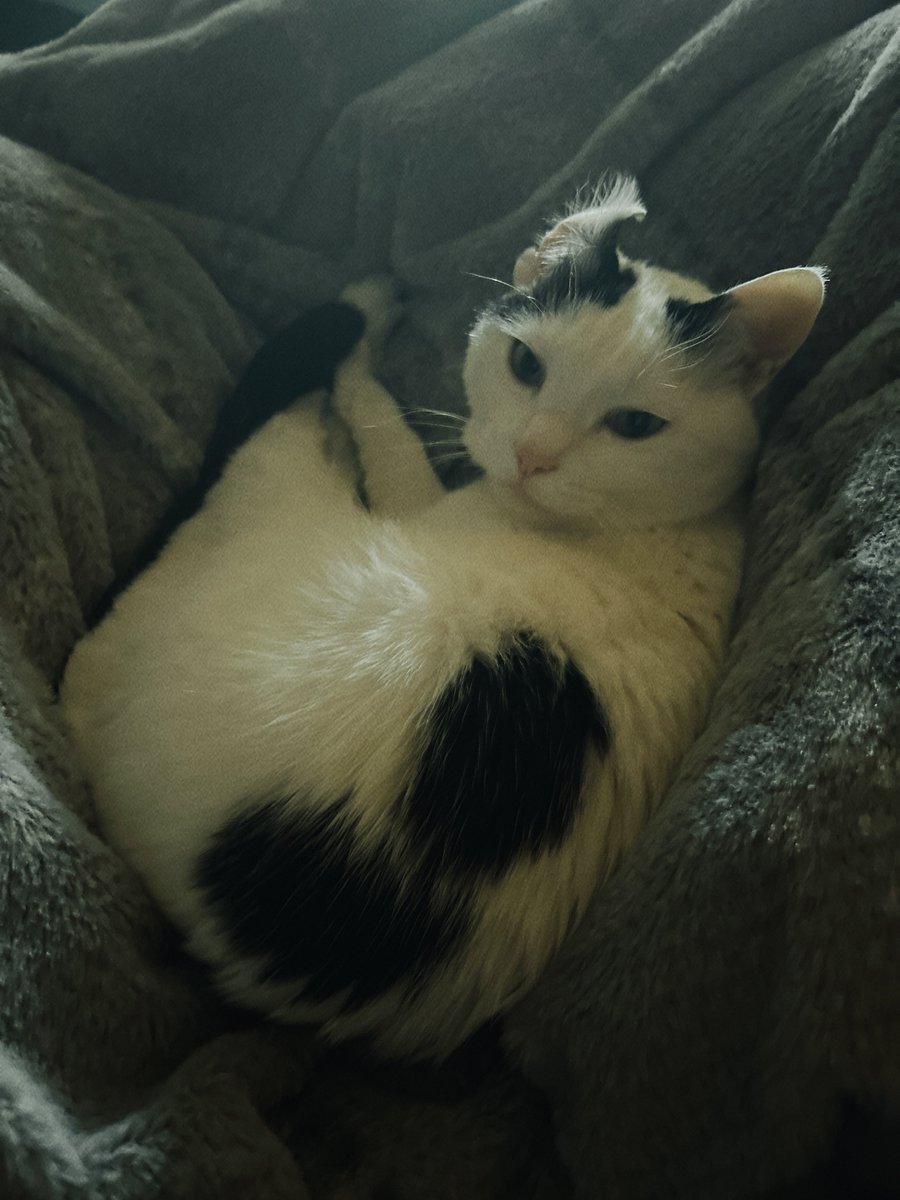 お客さん耳ひっくり返ってるよ