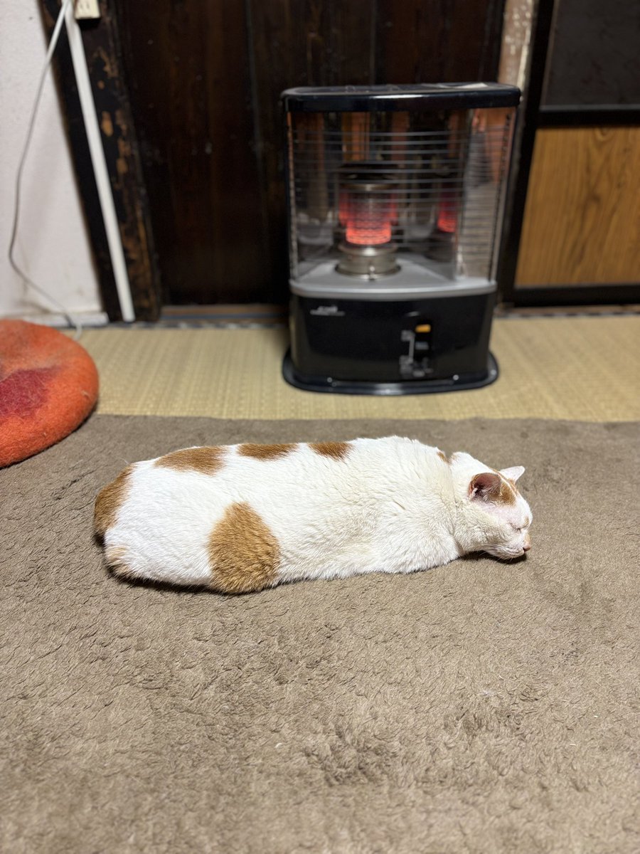 いのうえもんぺ tweet media