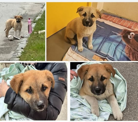 yolanda schultes tweet media