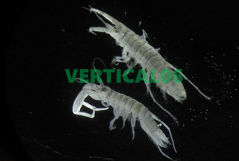 vertical*6 tweet media