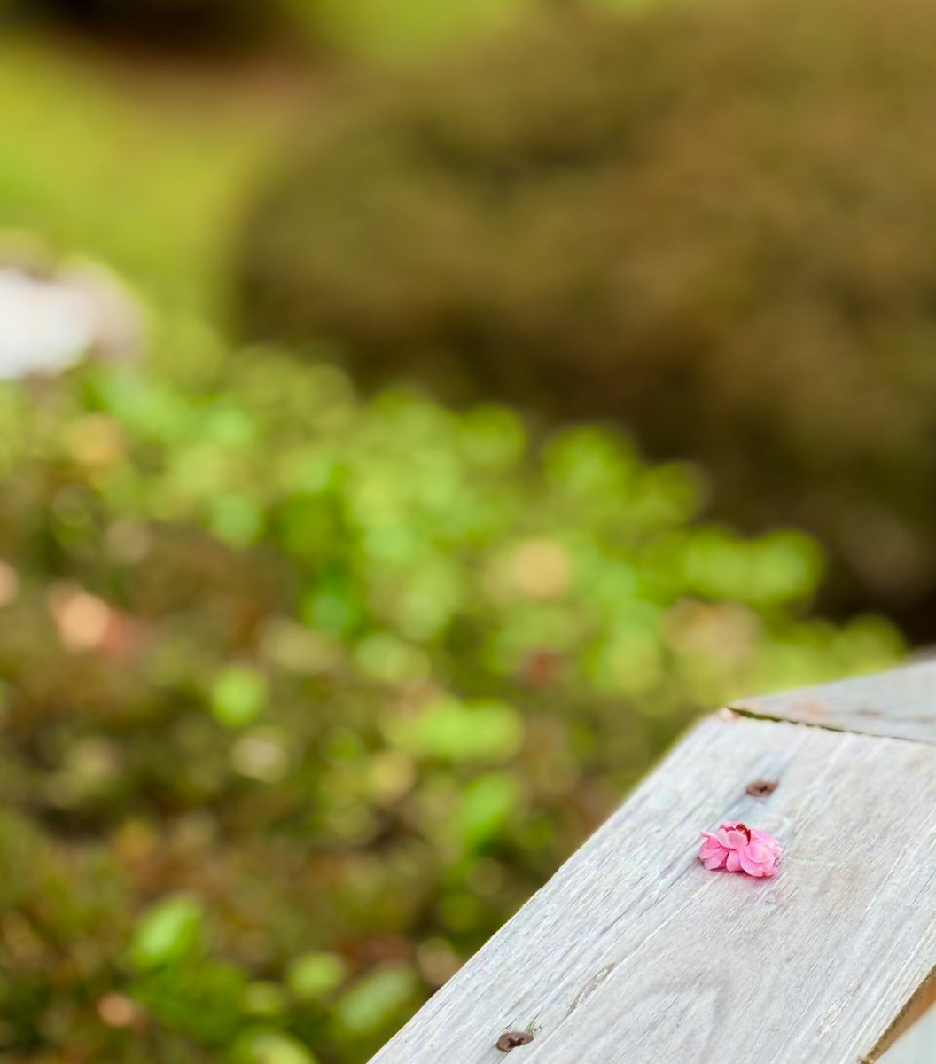 ぴーちゅん tweet media