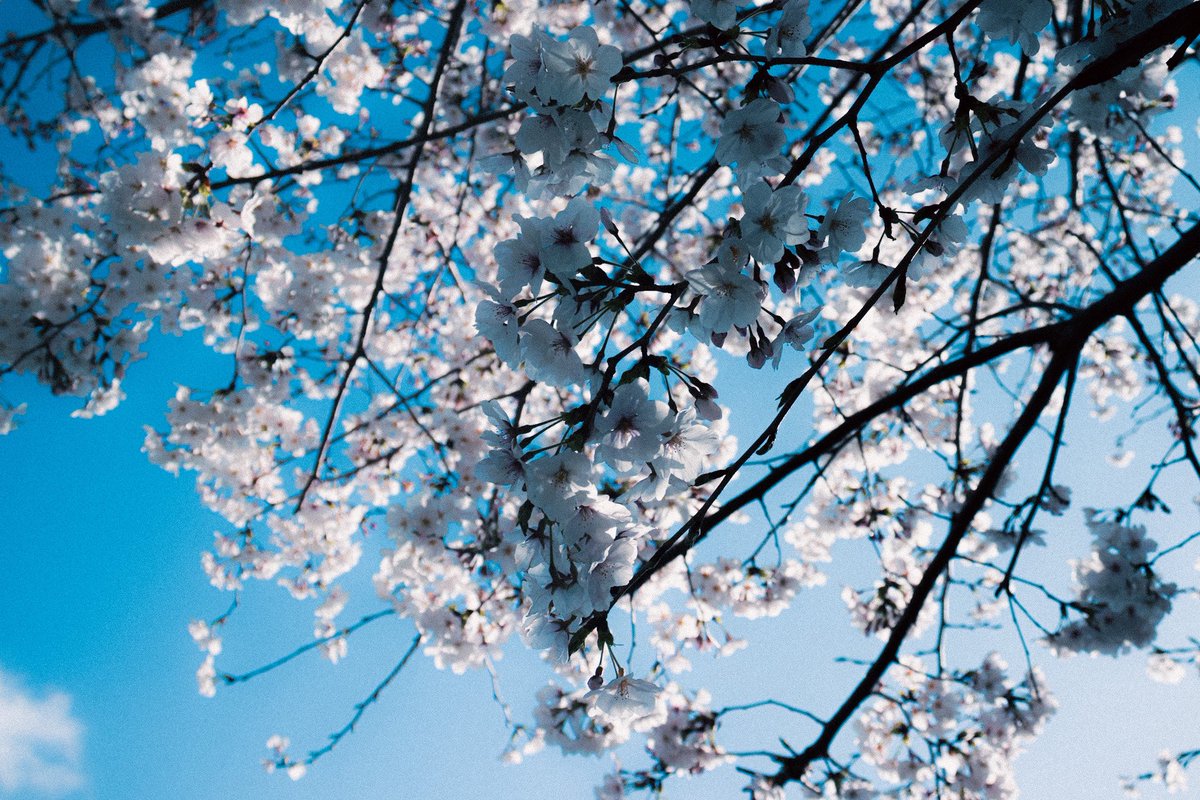 ぽてちー tweet media