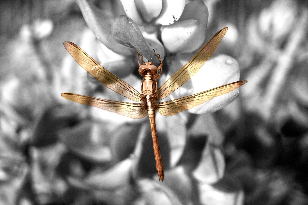 BonsaiFox1's tweet image. gm

Golden-fly

1/1
25 tez

objkt.com/tokens/rarible…
#tezos