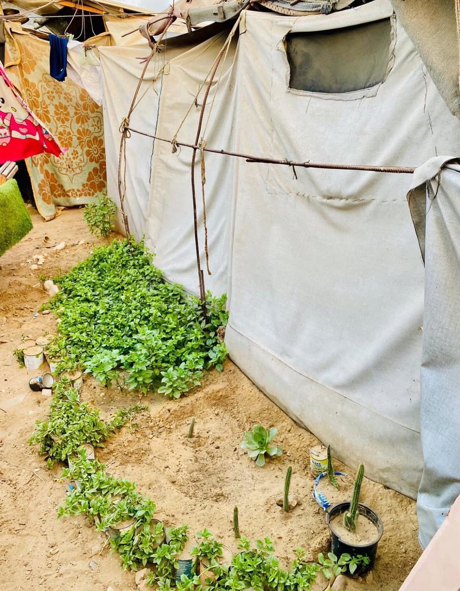 عاليا محمد tweet media