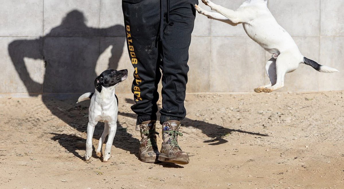 Galgos del Sol tweet media