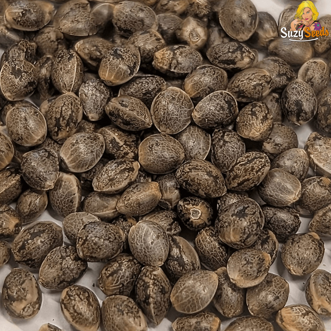 SuzySeeds tweet media