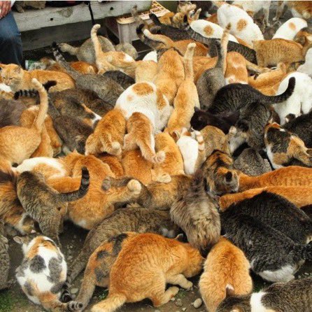 🇯🇵星空音夢🇯🇵 tweet media