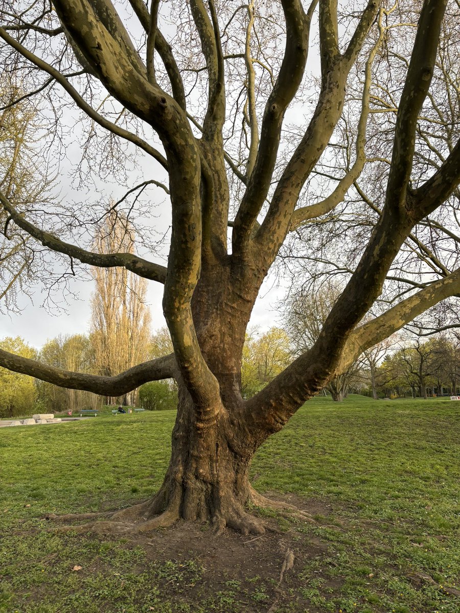 Fehim Olcay tweet media