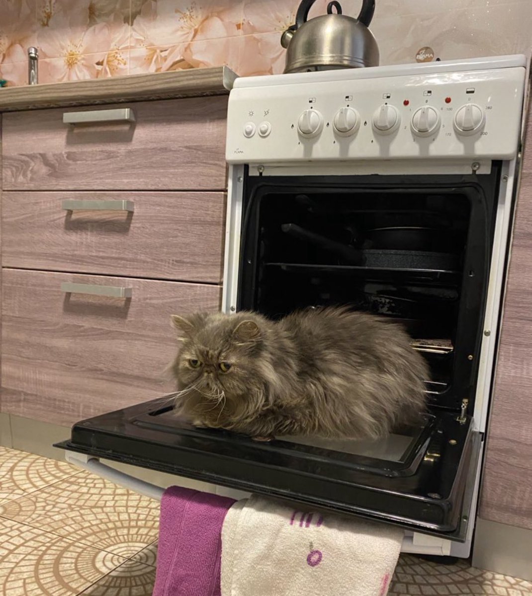 Anastasia Starzeva tweet media