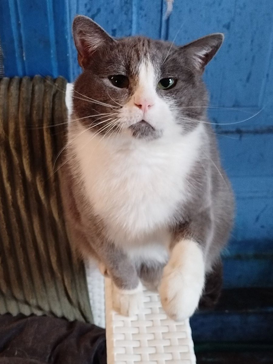 Кот Шурик из Беловежской пущи и его большая семья tweet media