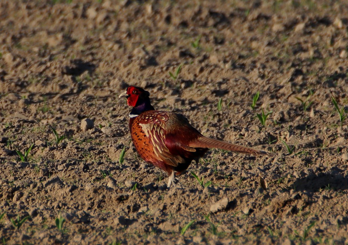 Banan Awaryjny 📷✈️🛩️🚁 tweet media