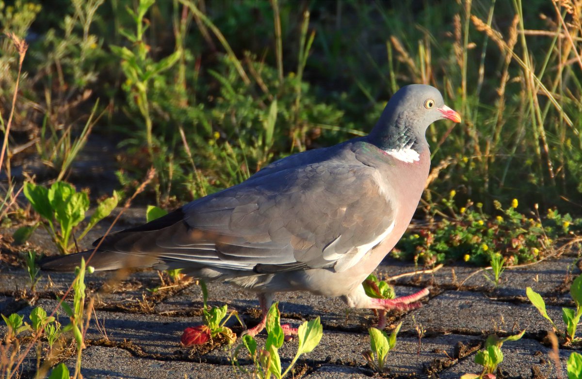 Banan Awaryjny 📷✈️🛩️🚁 tweet media