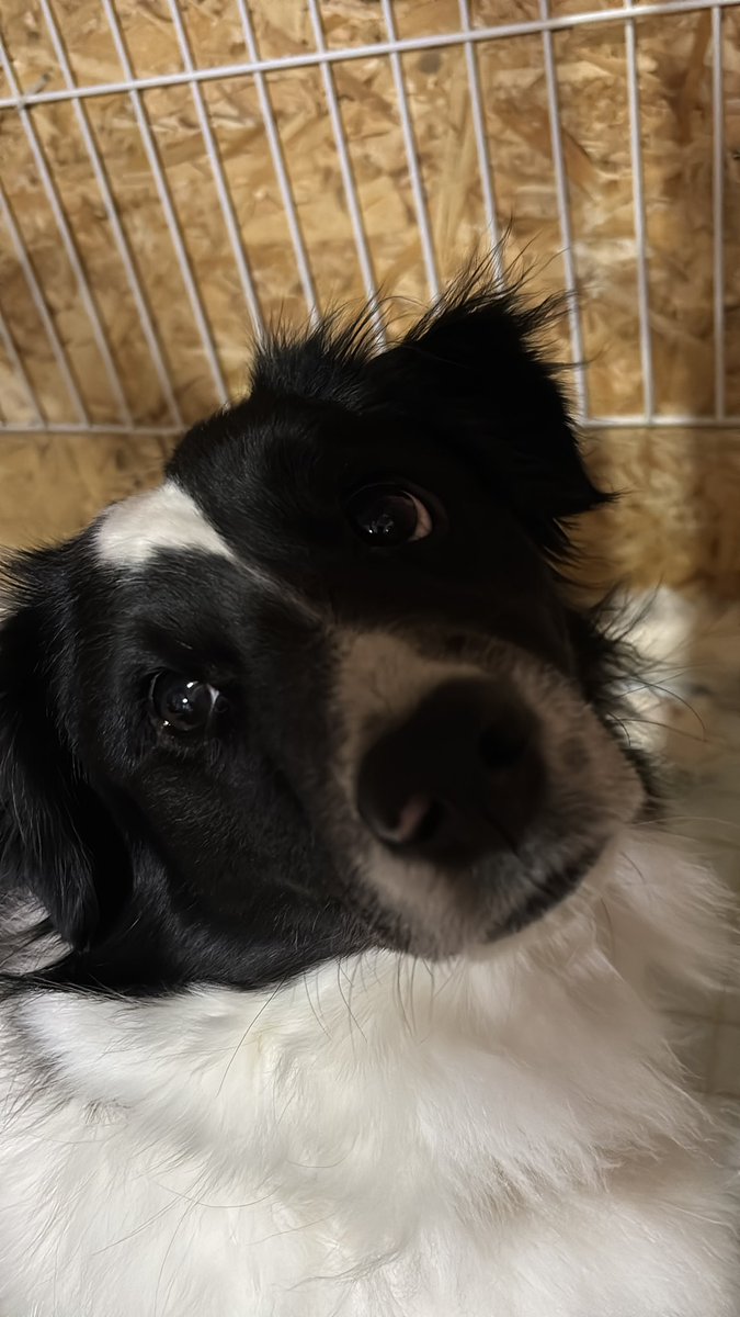 かむさん（羊蹄の浪人） tweet media