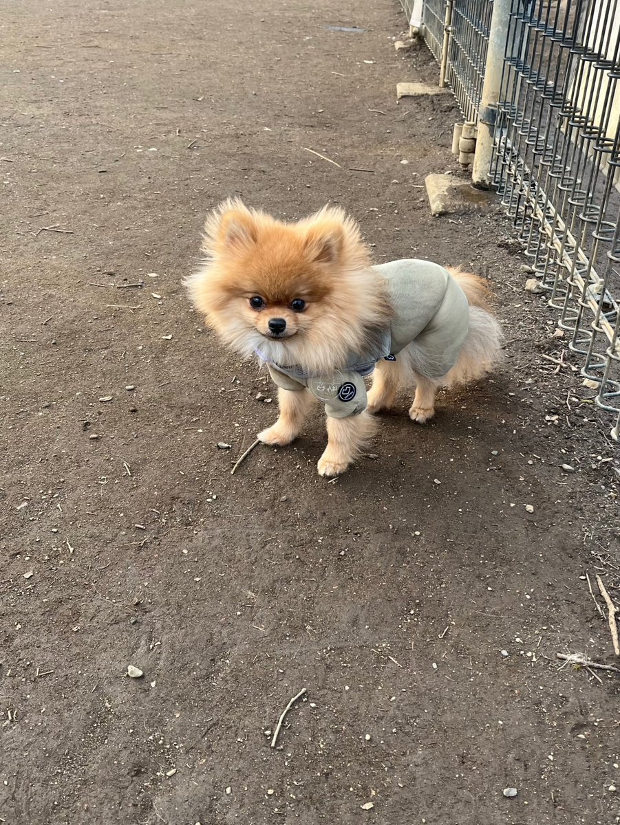 ポメラニアンの半蔵と小太郎 tweet media