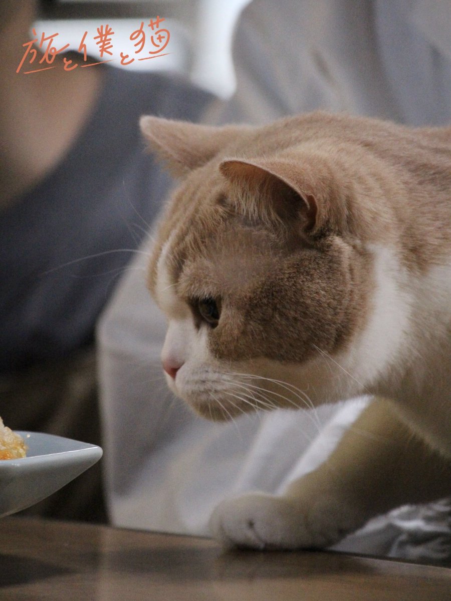 ドラマ『旅と僕と猫』【テレ東公式】🐈 tweet media