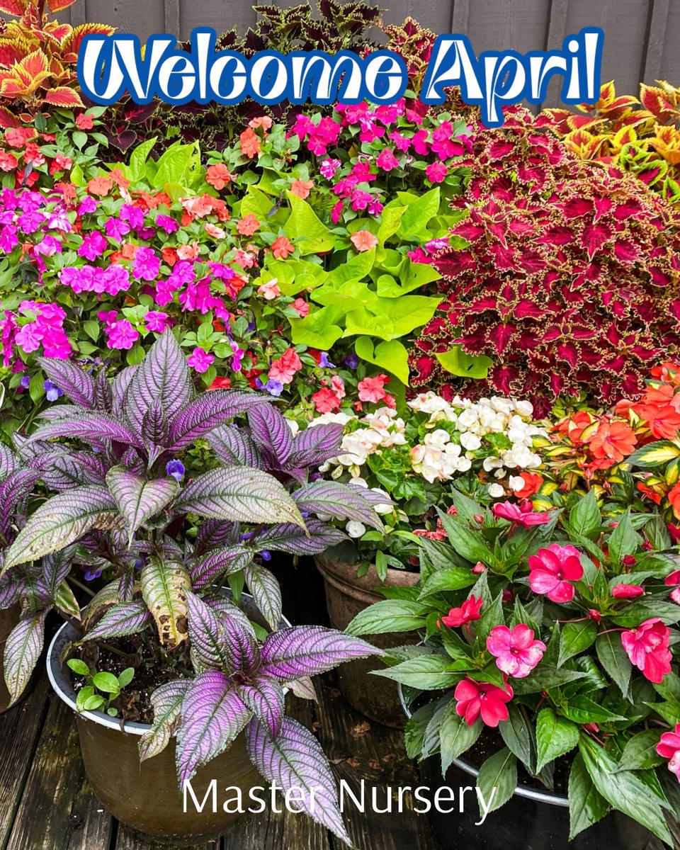 Master Nursery® Garden Centers tweet media
