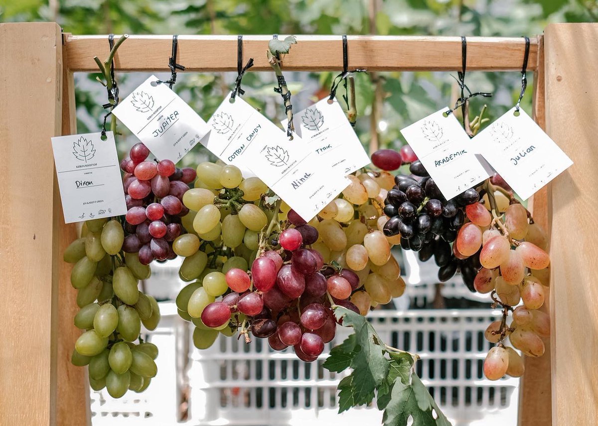 Container gardening tweet media