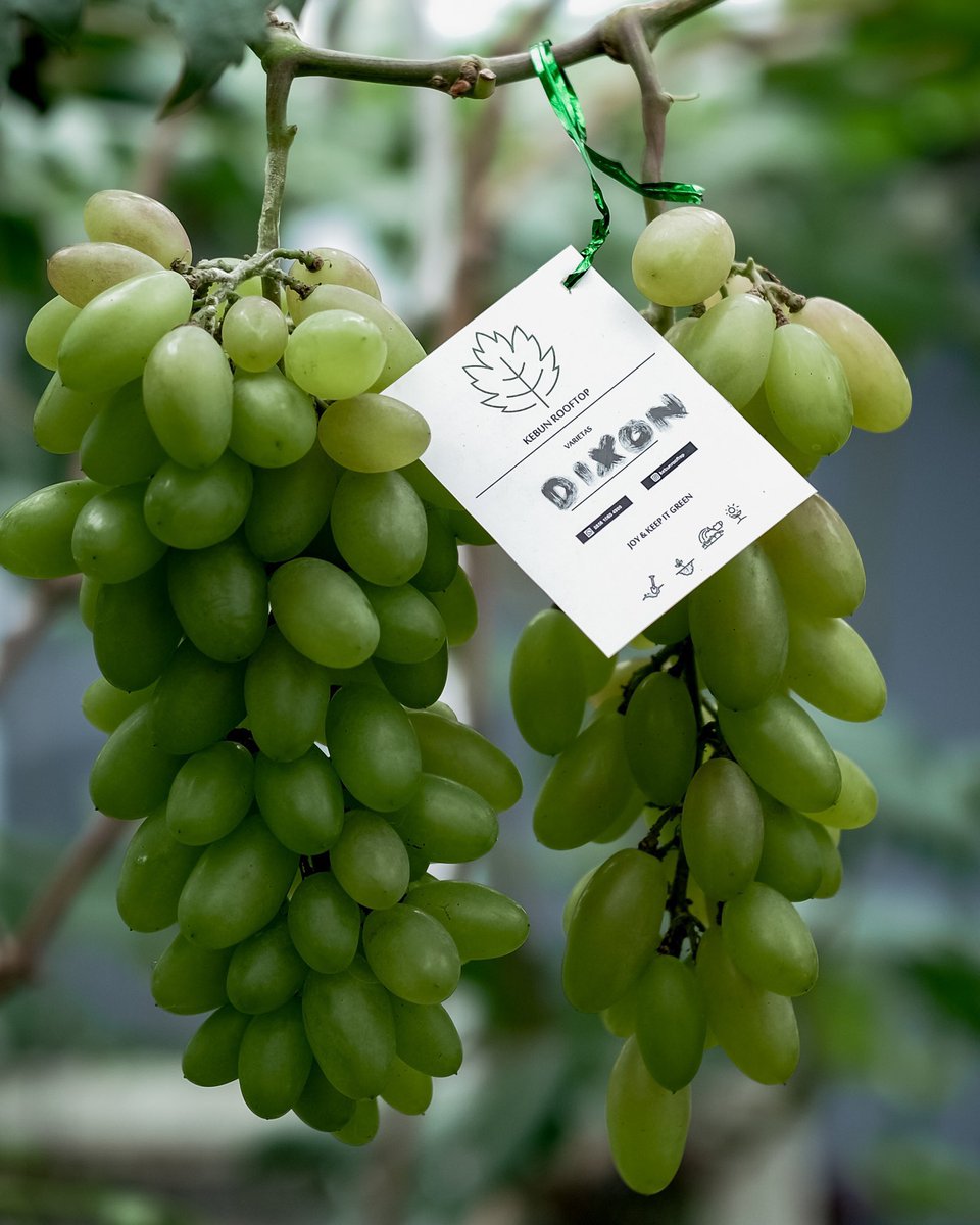 Container gardening tweet media