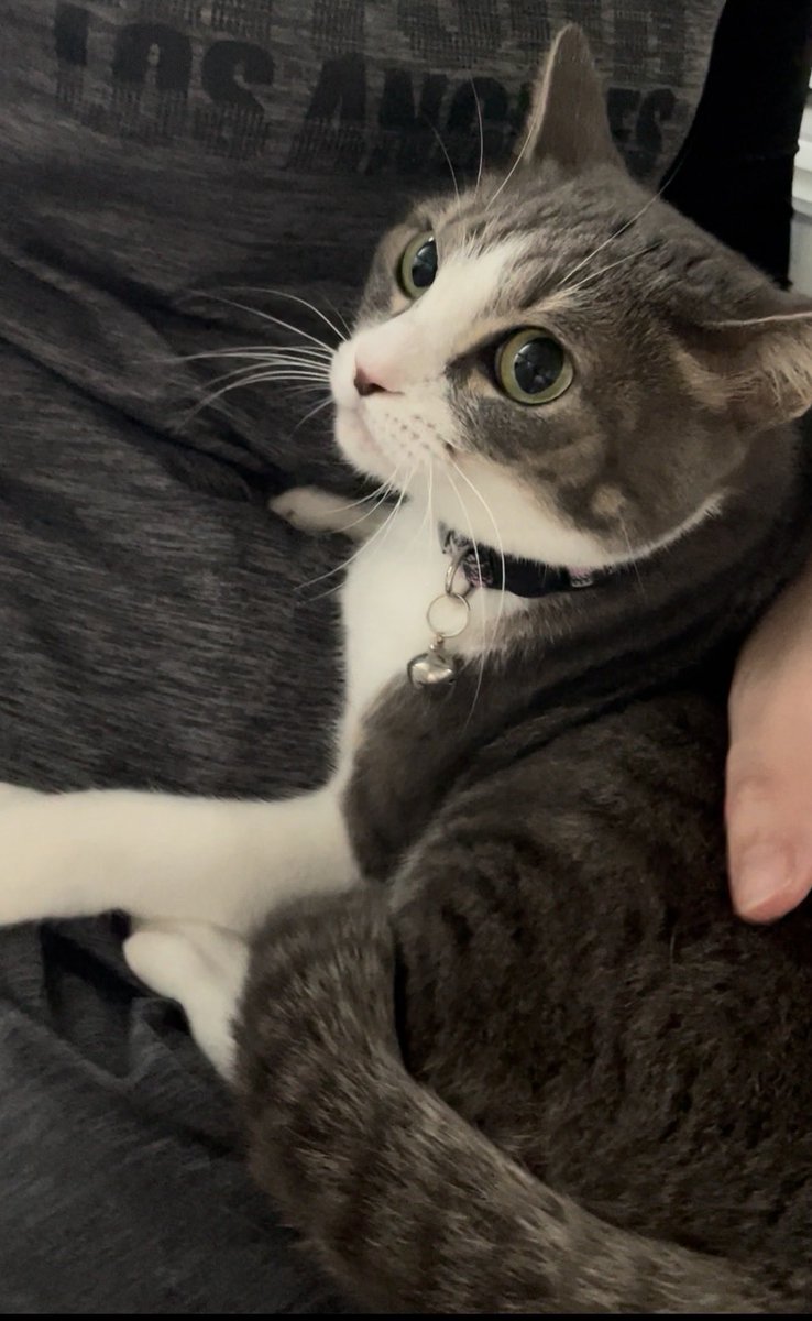 るる 迷い猫探してます tweet media