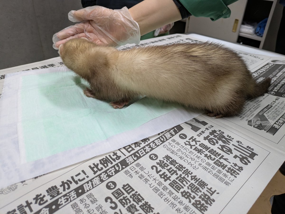 川崎市動物愛護センターANIMAMALLかわさき tweet media