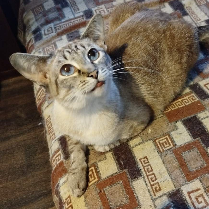 Кот Шурик из Беловежской пущи и его большая семья tweet media